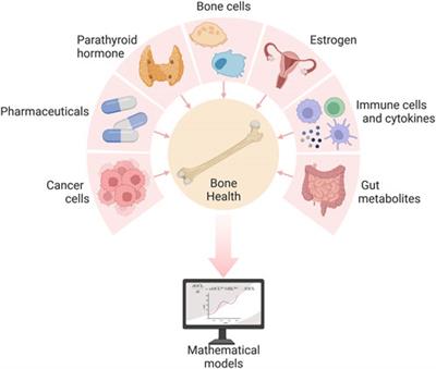 A review of mathematical modeling of bone remodeling from a systems biology perspective